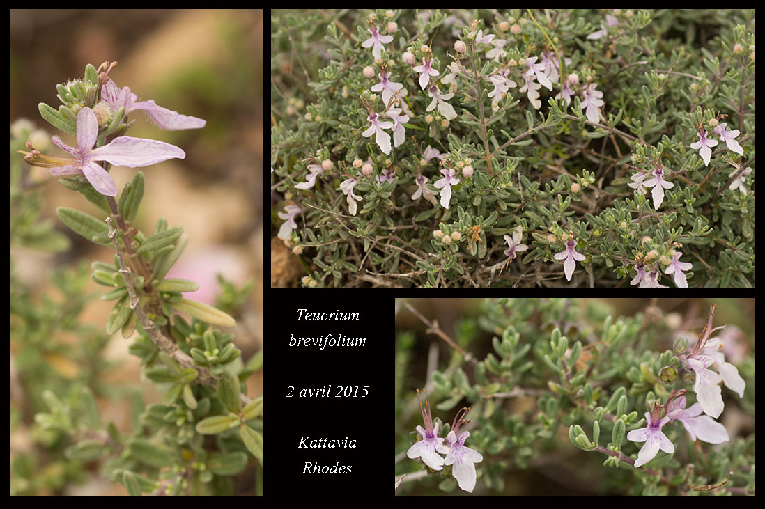 Teucrium brevifolium